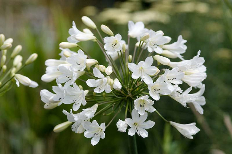 Agapanthus 'Arctic Star', African Lily 'Arctic Star', Lily of the Nile 'Arctic Star', White flower, White Agapanthus, White African Lily